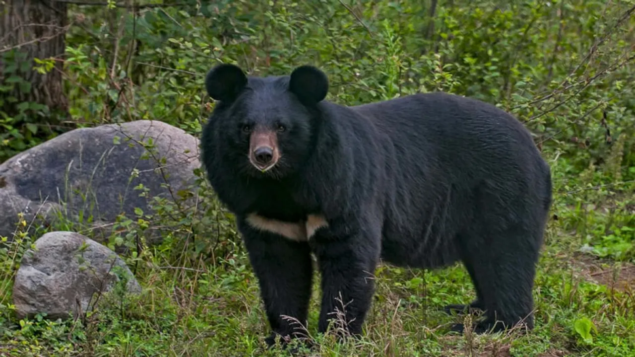 Bear