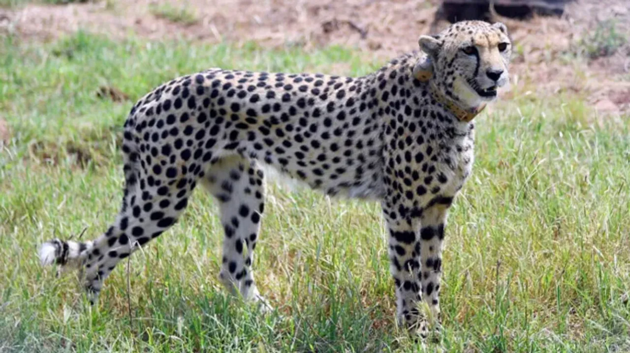 Cheetah