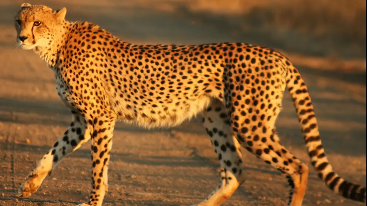 Cheetah