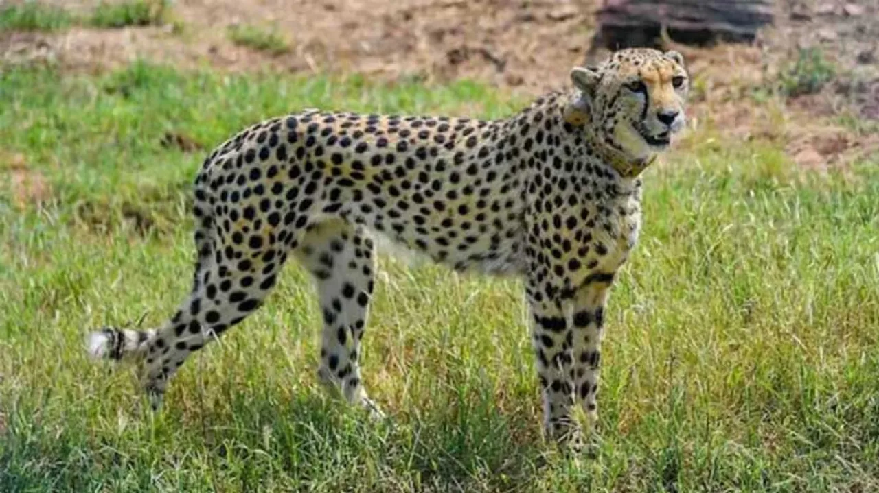 Cheetah