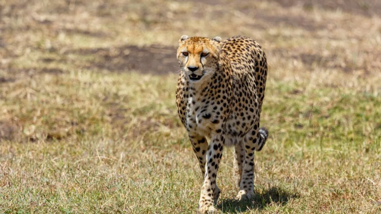 Cheetah 