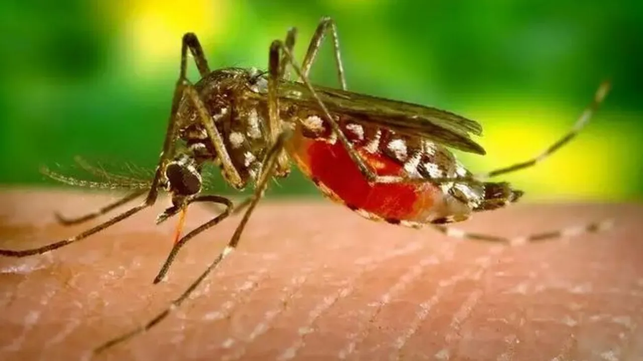 Dengue
