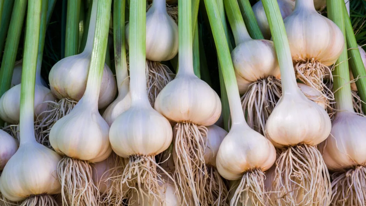 Garlic