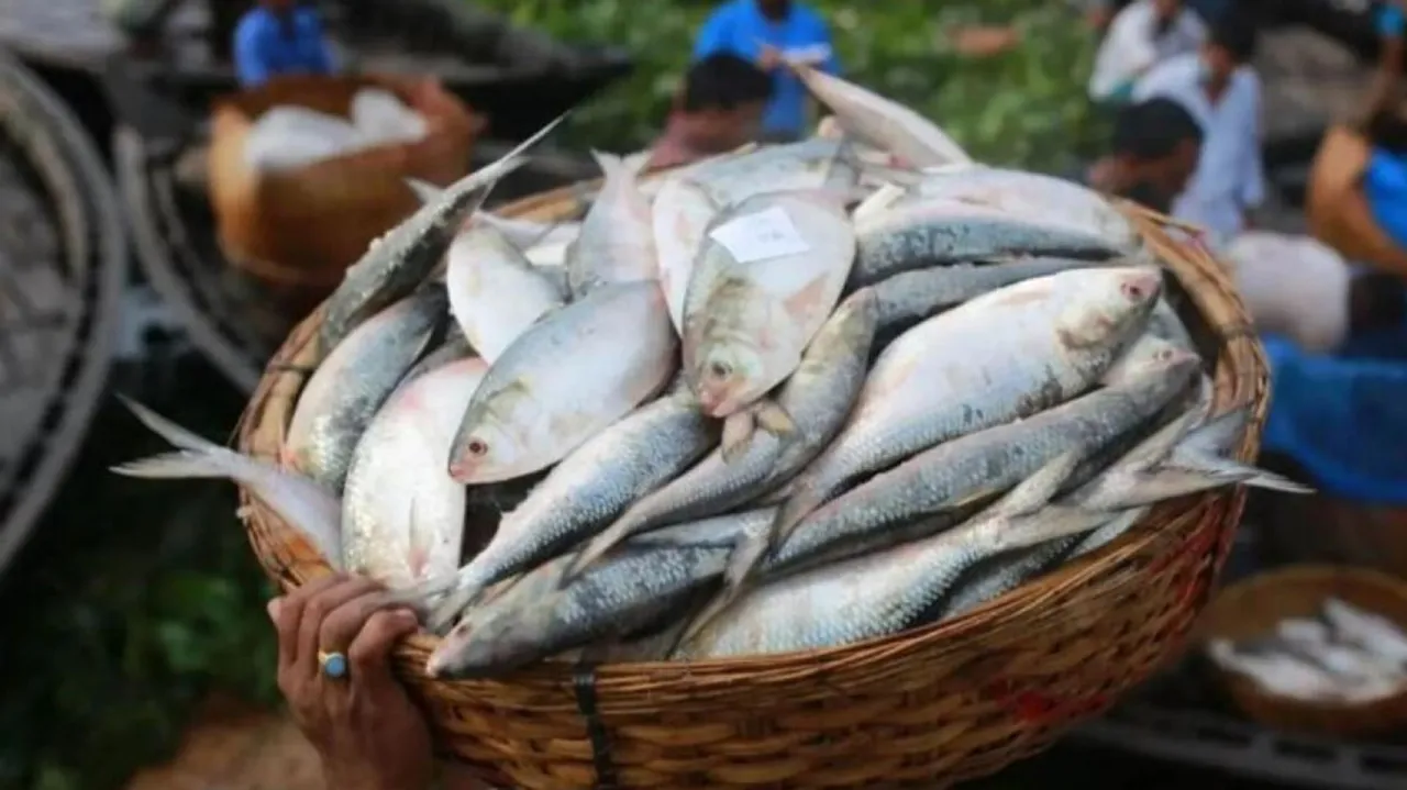 Hilsa Fish