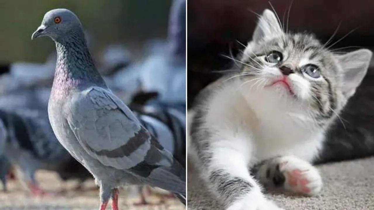 suspected of killing pet cat killed his 30 pigeons