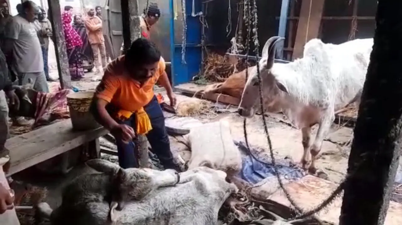 injured cow