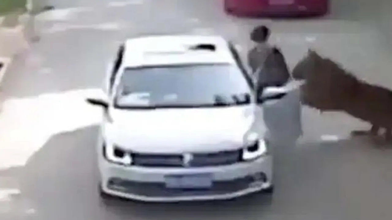 Tiger attack on woman