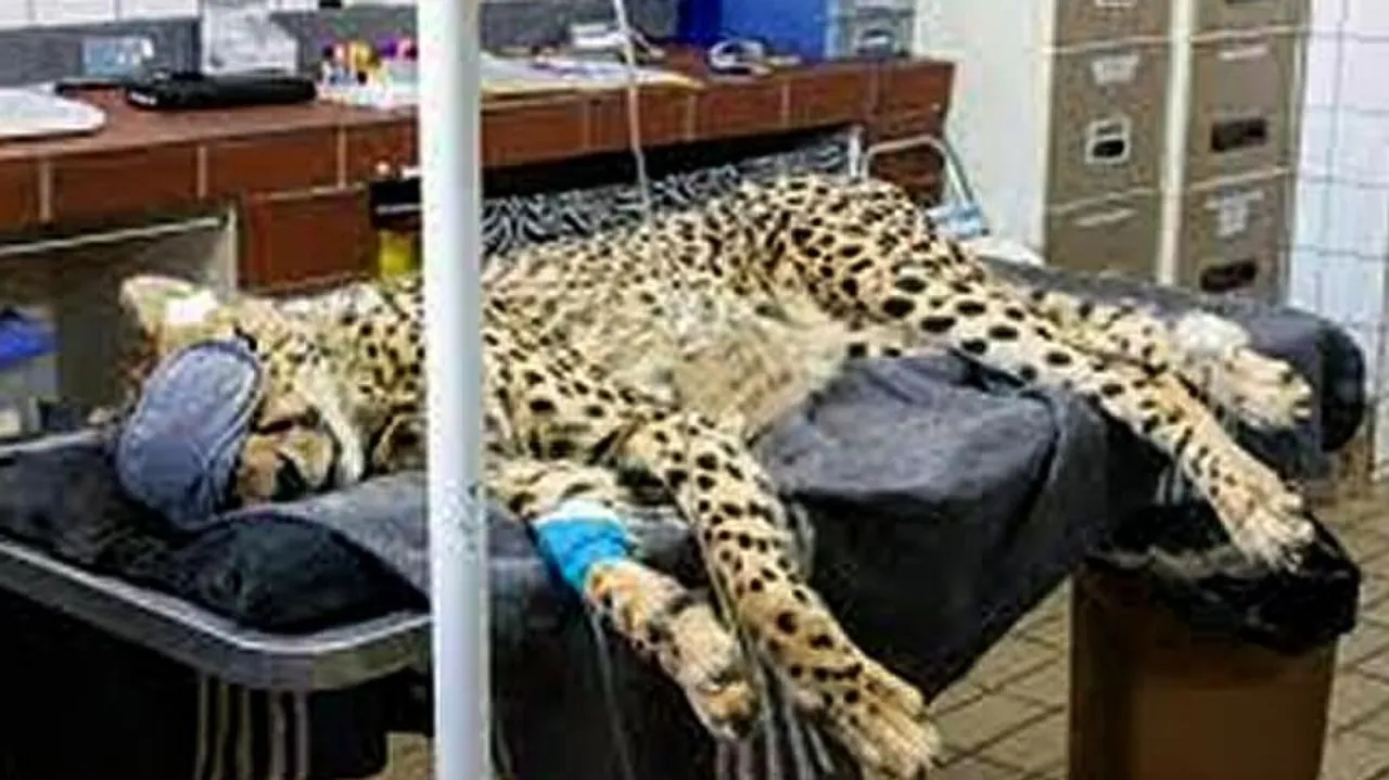 Cheetah Sasha Unwell