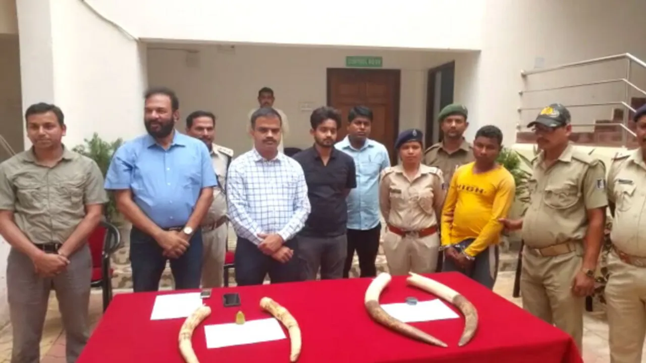 Elephant tusks seized