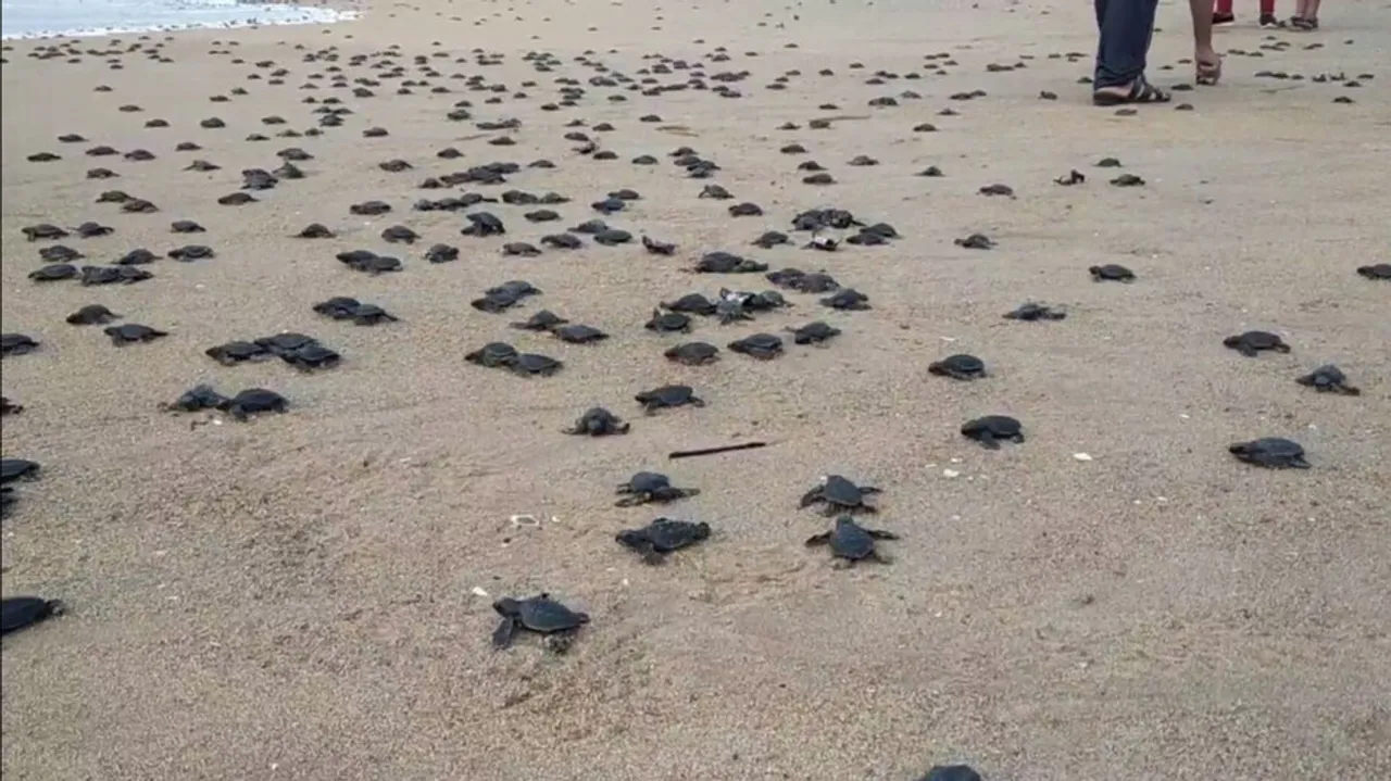 Olive Ridley turtles