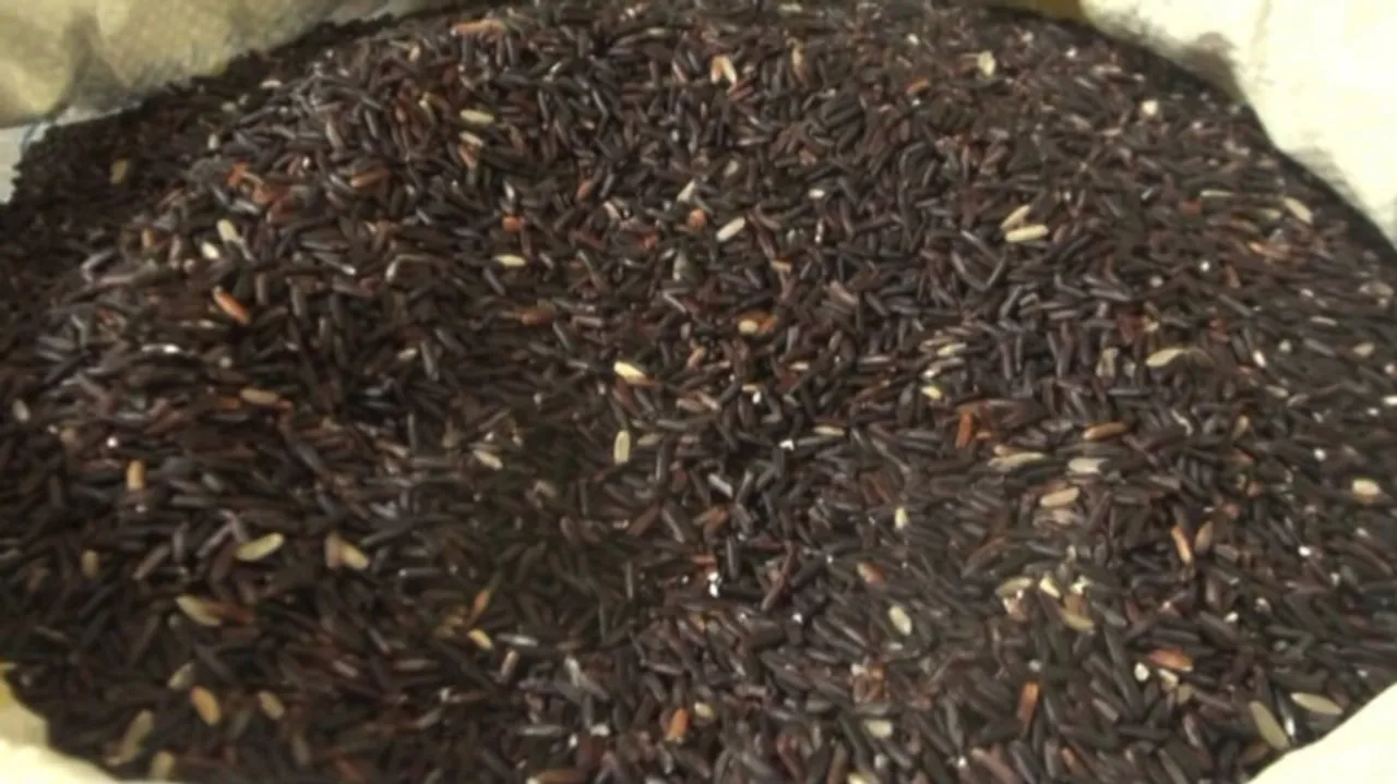 Black Miracle Rice 