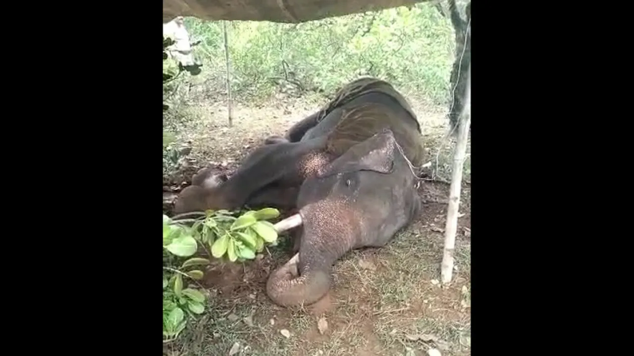 Dead Elephant