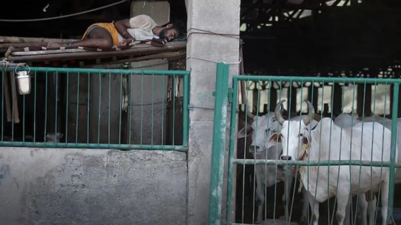 5 slaps with slippers if cattle found roaming 