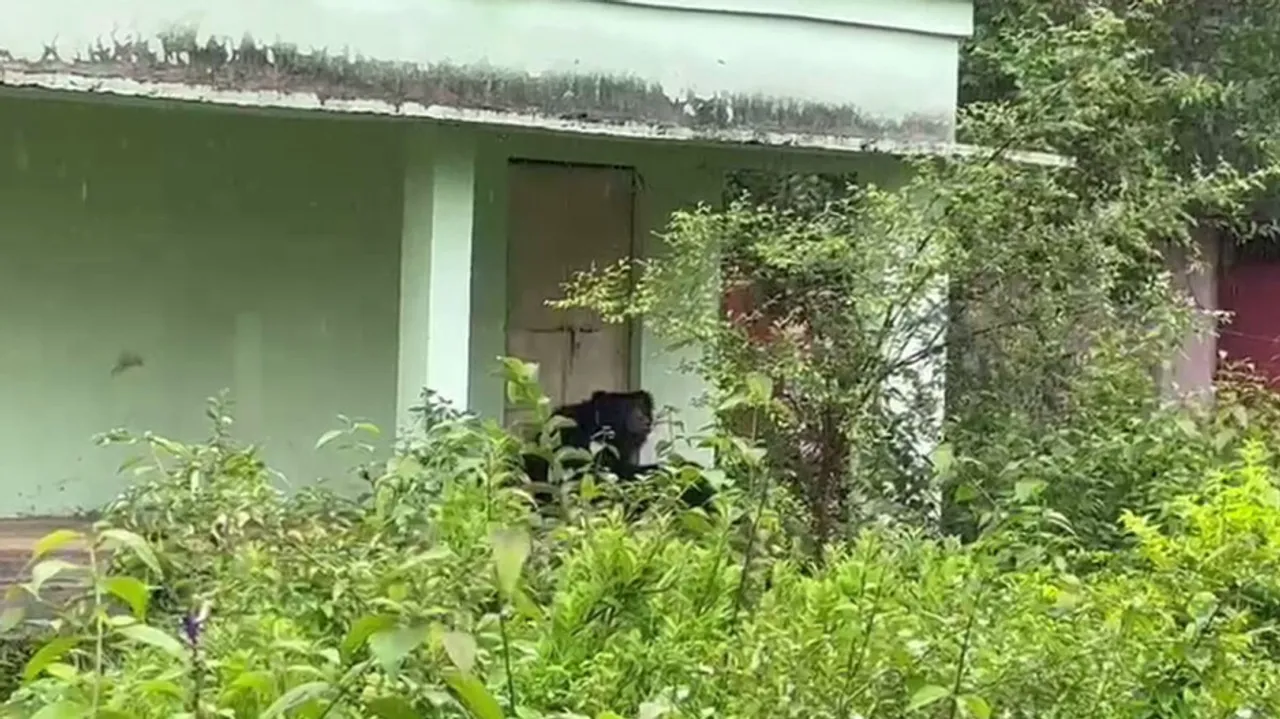 3 bears in the school premises