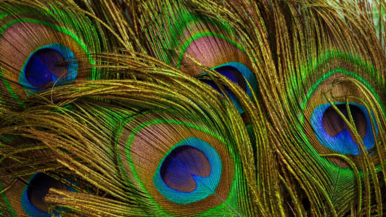 peacock feathers