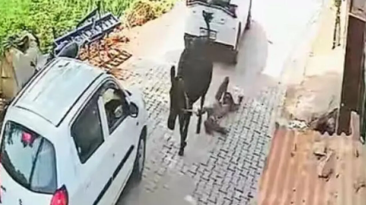 Cow ‌Dragged Old Man