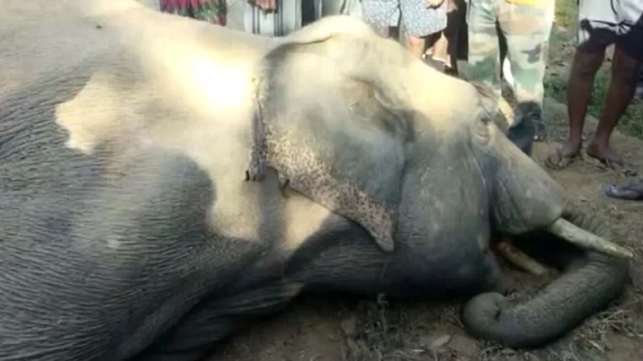 Elephant Dead