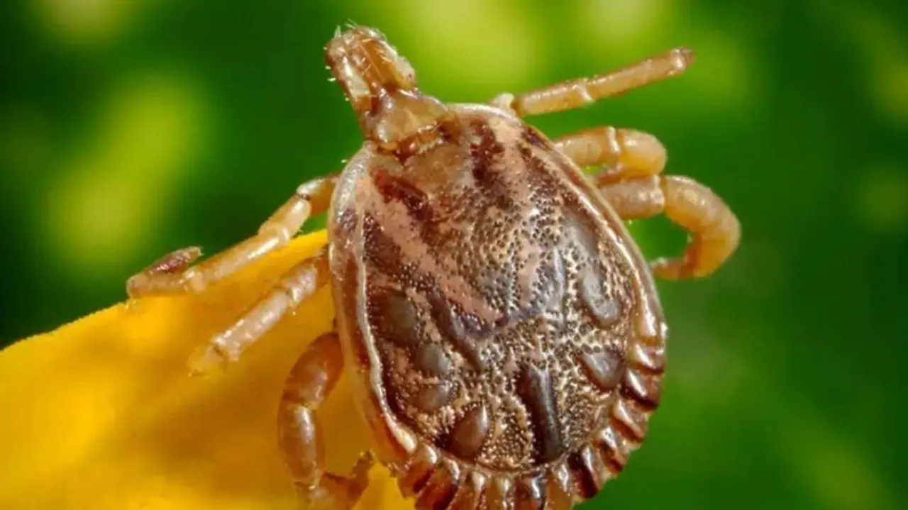 SCRUB TYPHUS