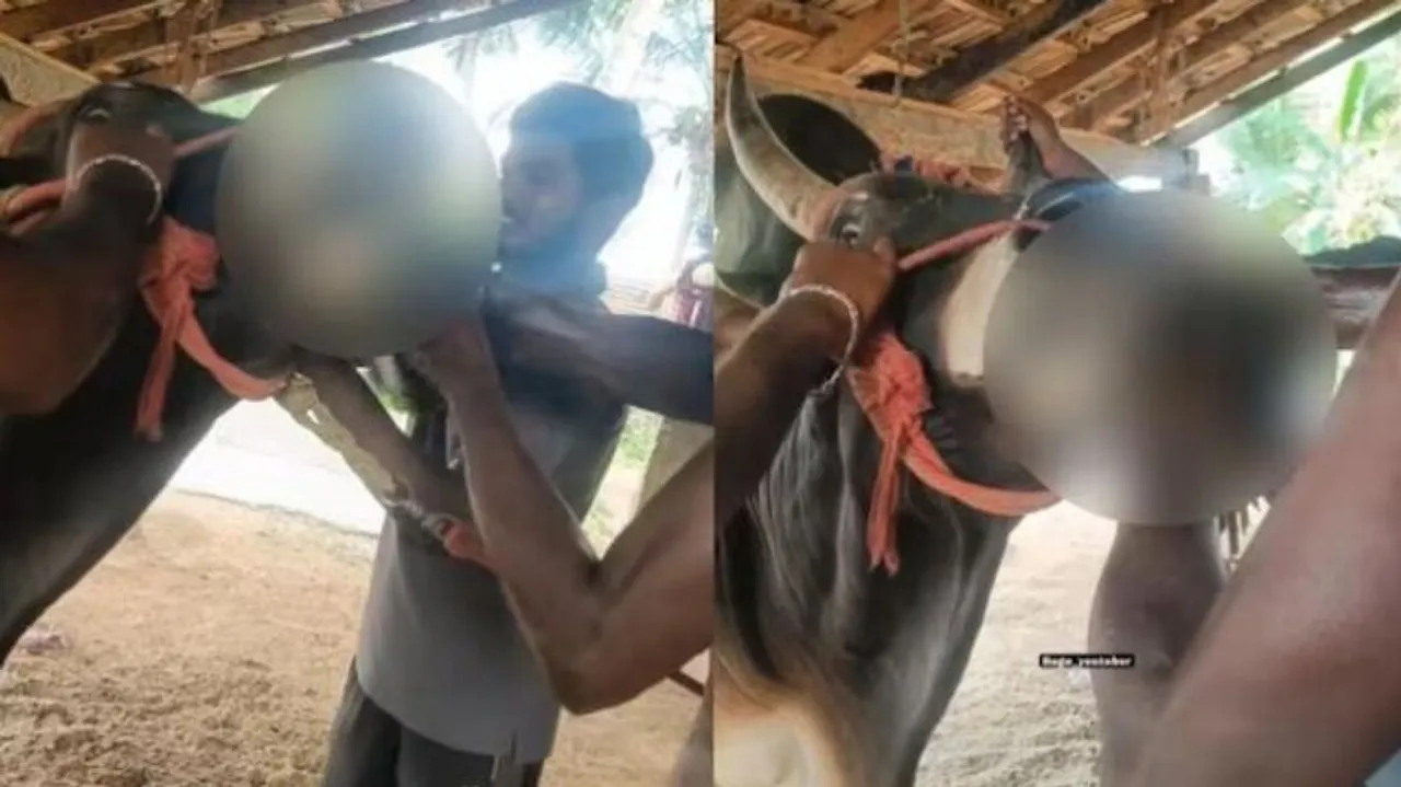  force-feeding-live-rooster-to- -bull