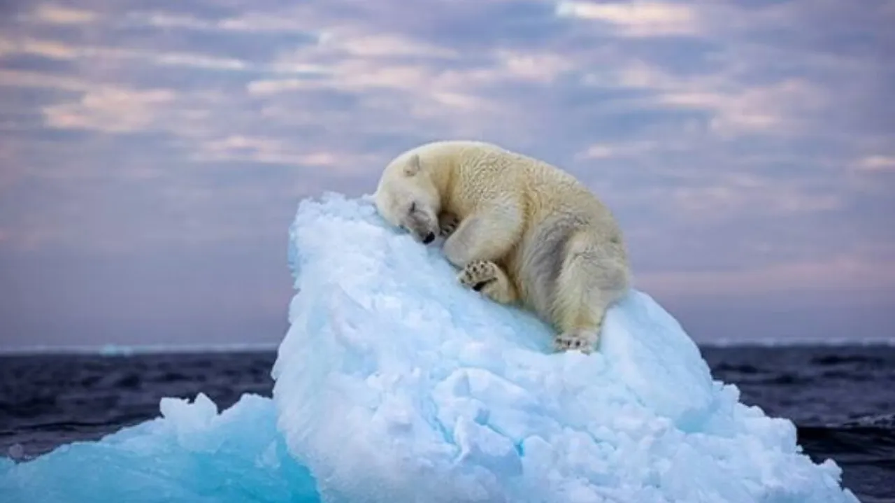 sleeping polar bear 