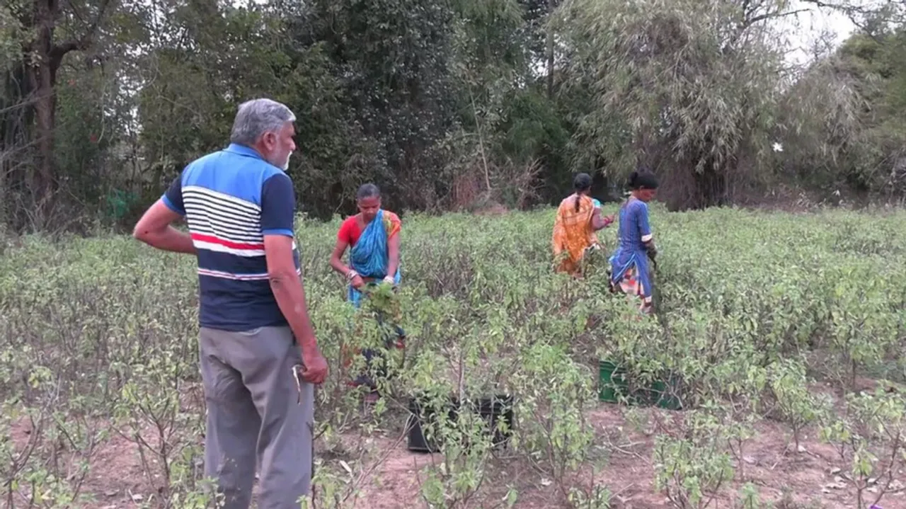 Tulsi Farming