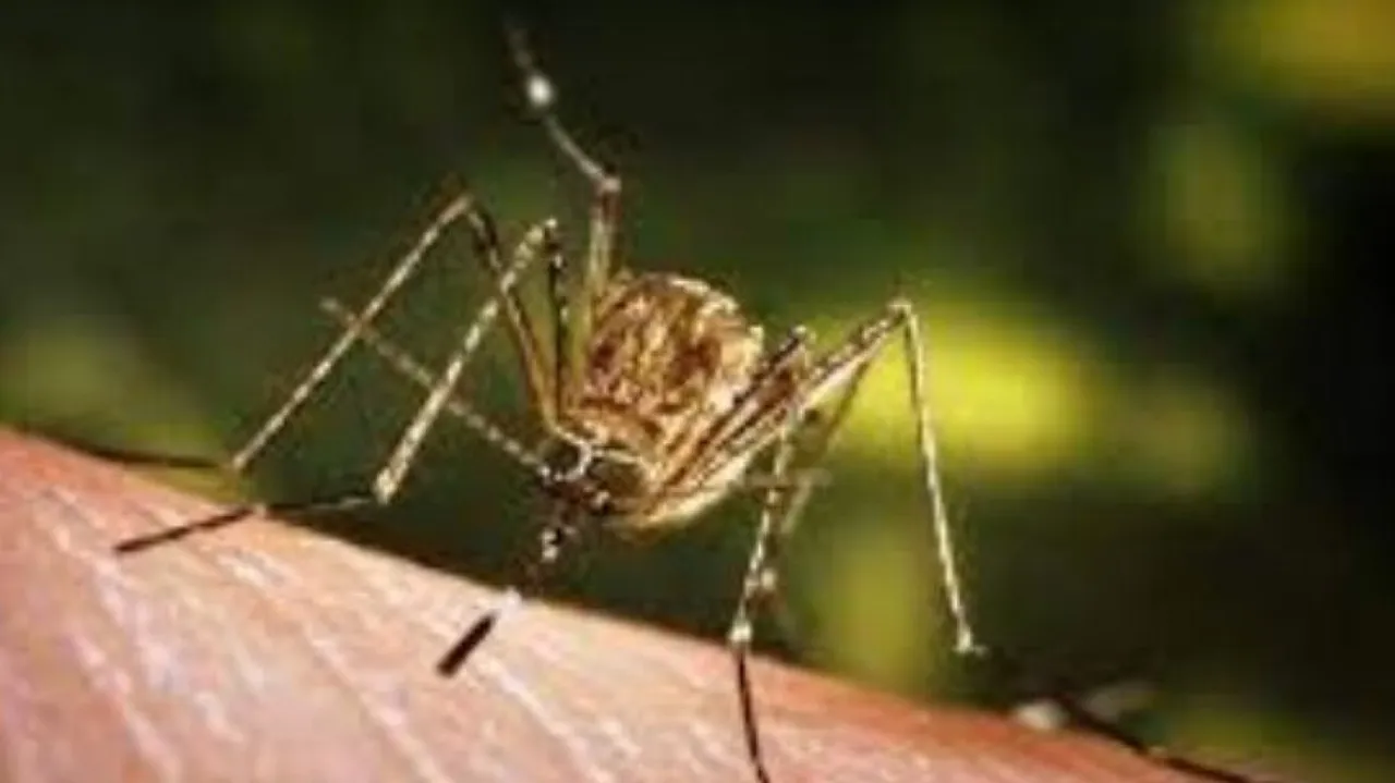 japanese encephalitis