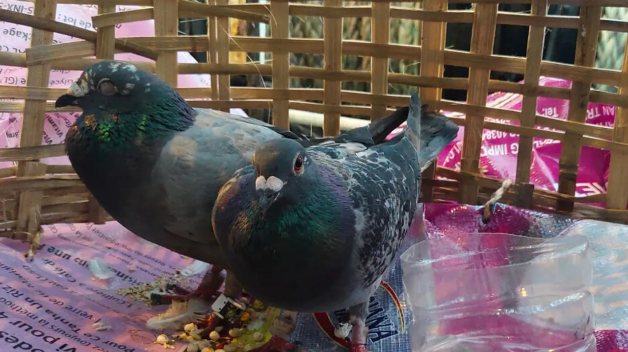 Suspected Pigeons Rescued