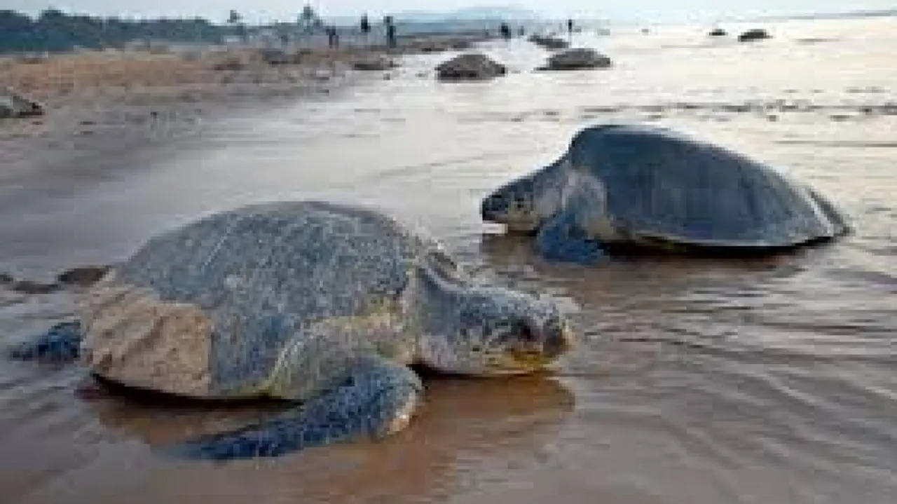 Olive Ridley Turtle