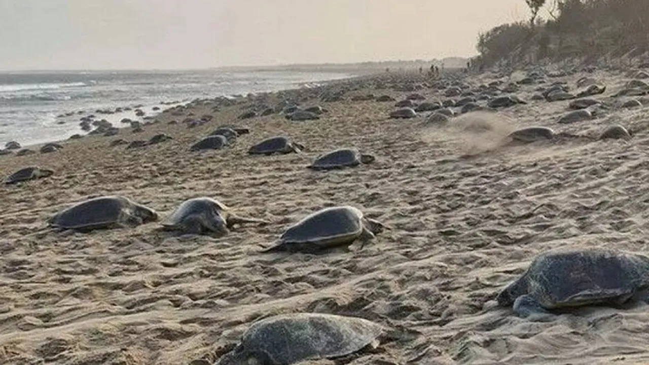 Olive Ridley Nesting Place