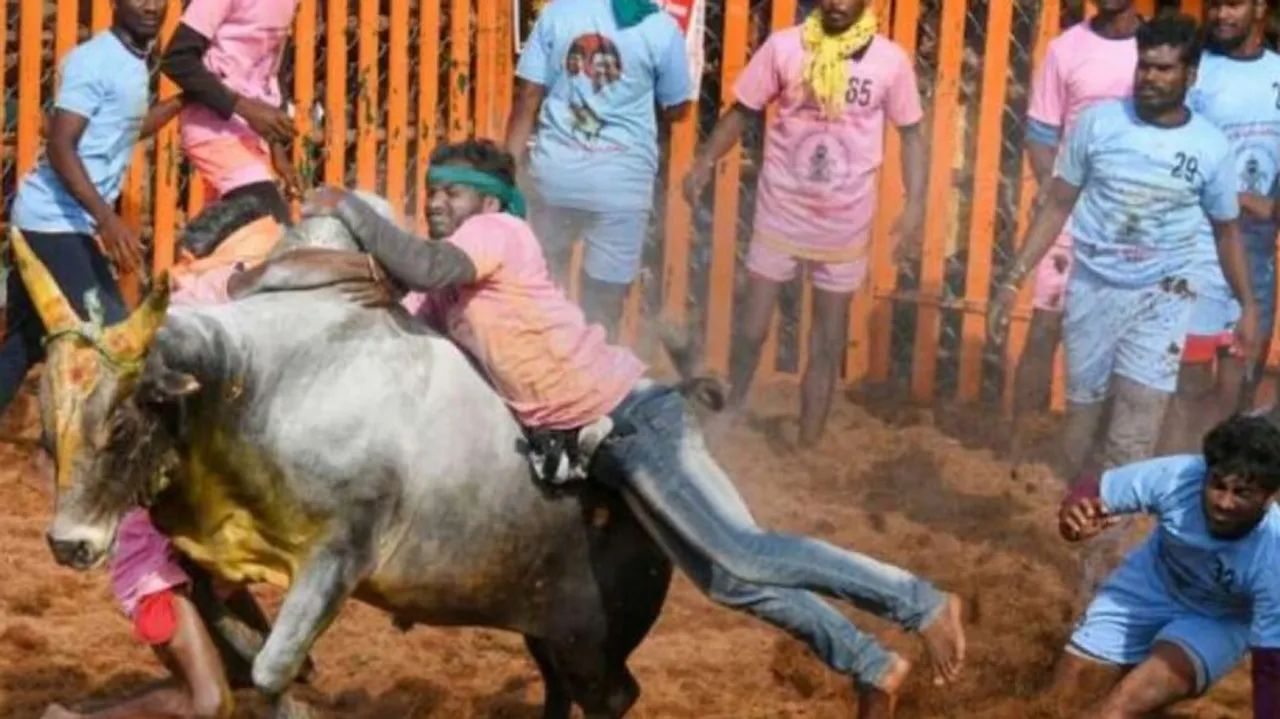 Jallikattu