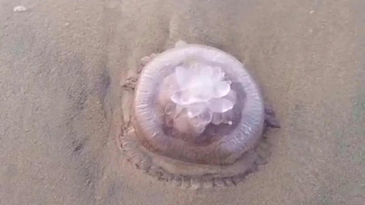 Jelly Fish