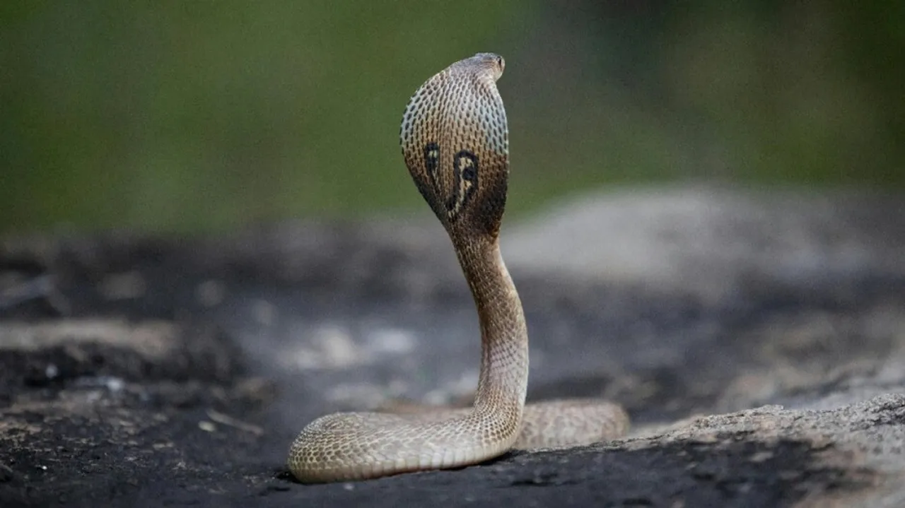 Snake