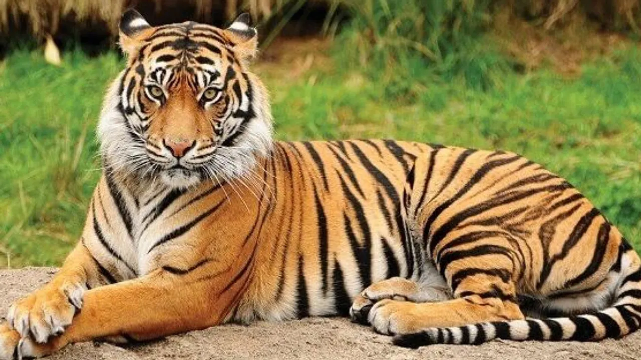 Tiger