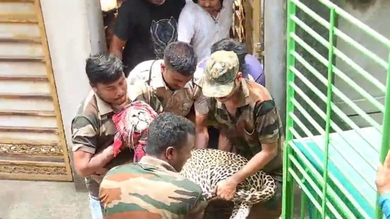 Tiger tranquilized