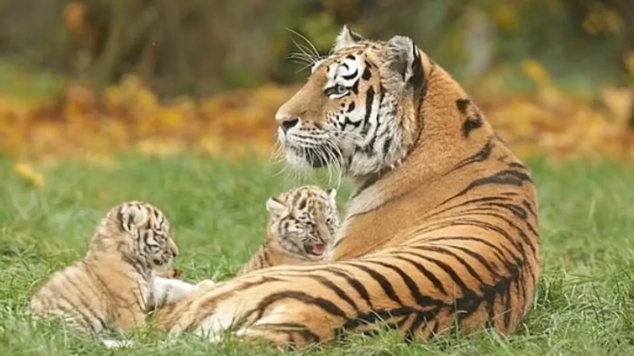 Tiger cubs