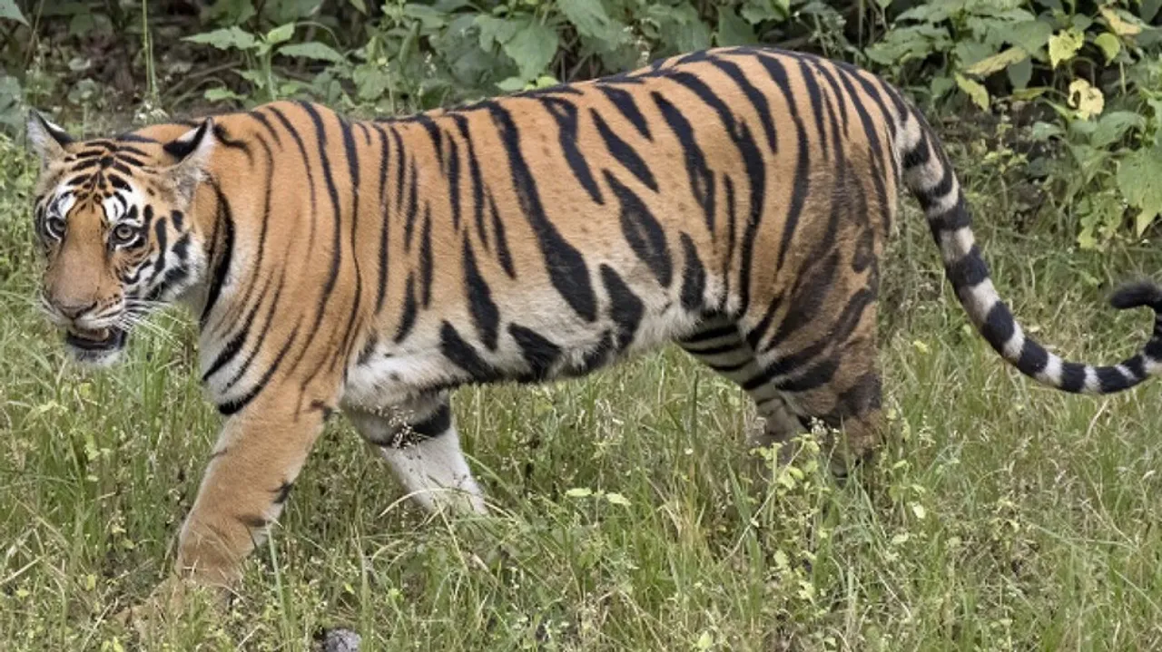 tiger