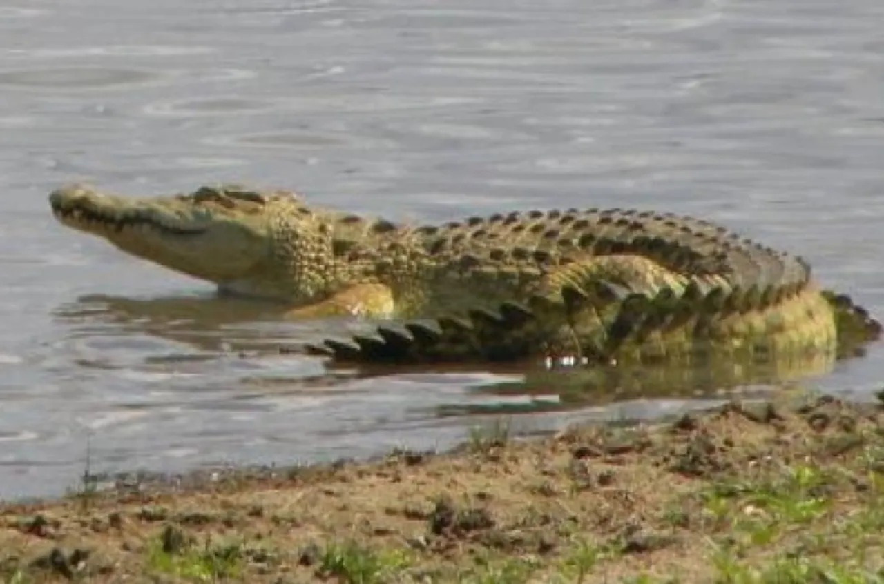 ଆଜିଠୁ ଭିତରକନିକା ବନ୍ଦ