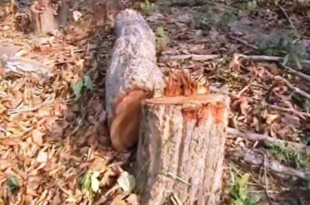 ବୌଦ୍ଧ: ଅଭୟାରଣ୍ୟ ଭିତରେ ଚାଲିଛି ଅବାଧ ଗଛକଟା ଓ ବ୍ଲାଷ୍ଟିଂ