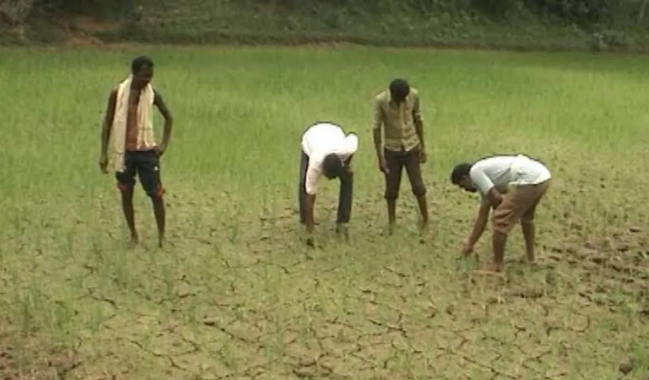 ନୂଆପଡ଼ା: ଆସନ୍ନ ମରୁଡ଼ି ଆଶଙ୍କାରେ ୭୨ ପଞ୍ଚାୟତର ୩୯୨ଟି ଗାଁର ଚାଷୀ