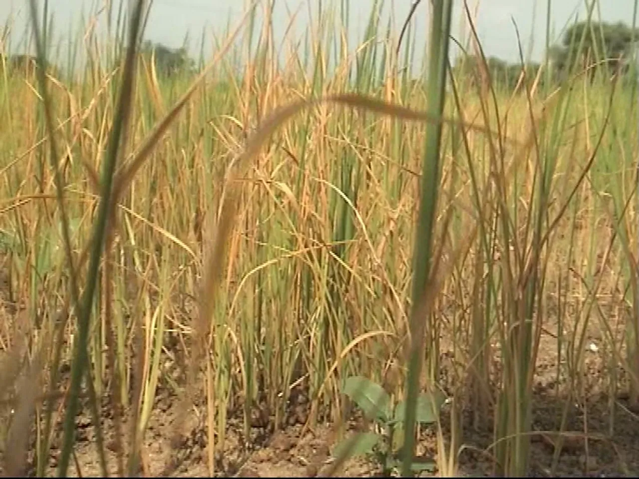 ନୂଆପଡ଼ା: ବର୍ଷା ନାହିଁ, ହଜାର ହଜାର ଏକର ଜମିରେ ଜଳି ଗଲାଣି ଧାନ ଫସଲ