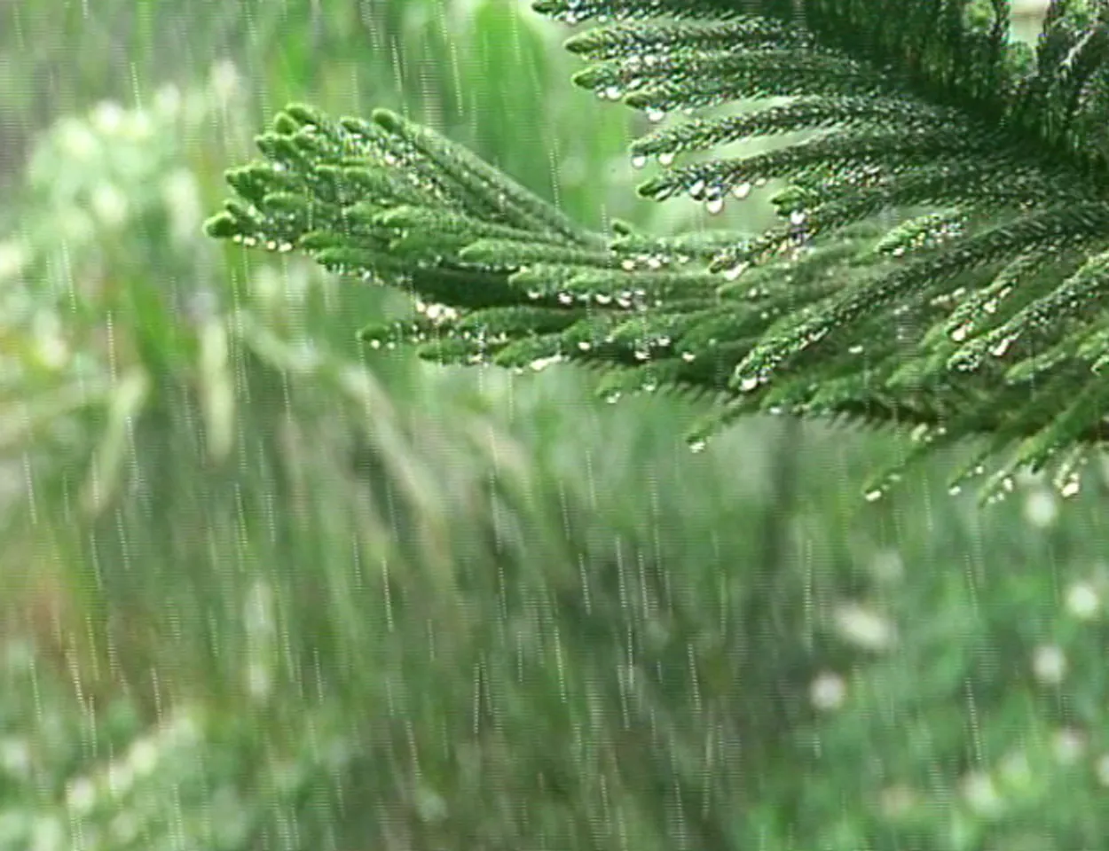 ବଙ୍ଗୋପସାଗରରେ ଲଘୁଚାପ:  ରାଜ୍ୟର ବିଭିନ୍ନ ସ୍ଥାନରେ ବର୍ଷା