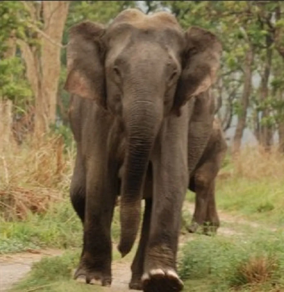 ରାଉରକେଲା: ଆଇଡିଏଲ୍‌ କ୍ୟାମ୍ପସ୍‌ରେ ହାତୀଙ୍କ ଉତ୍ପାତ
