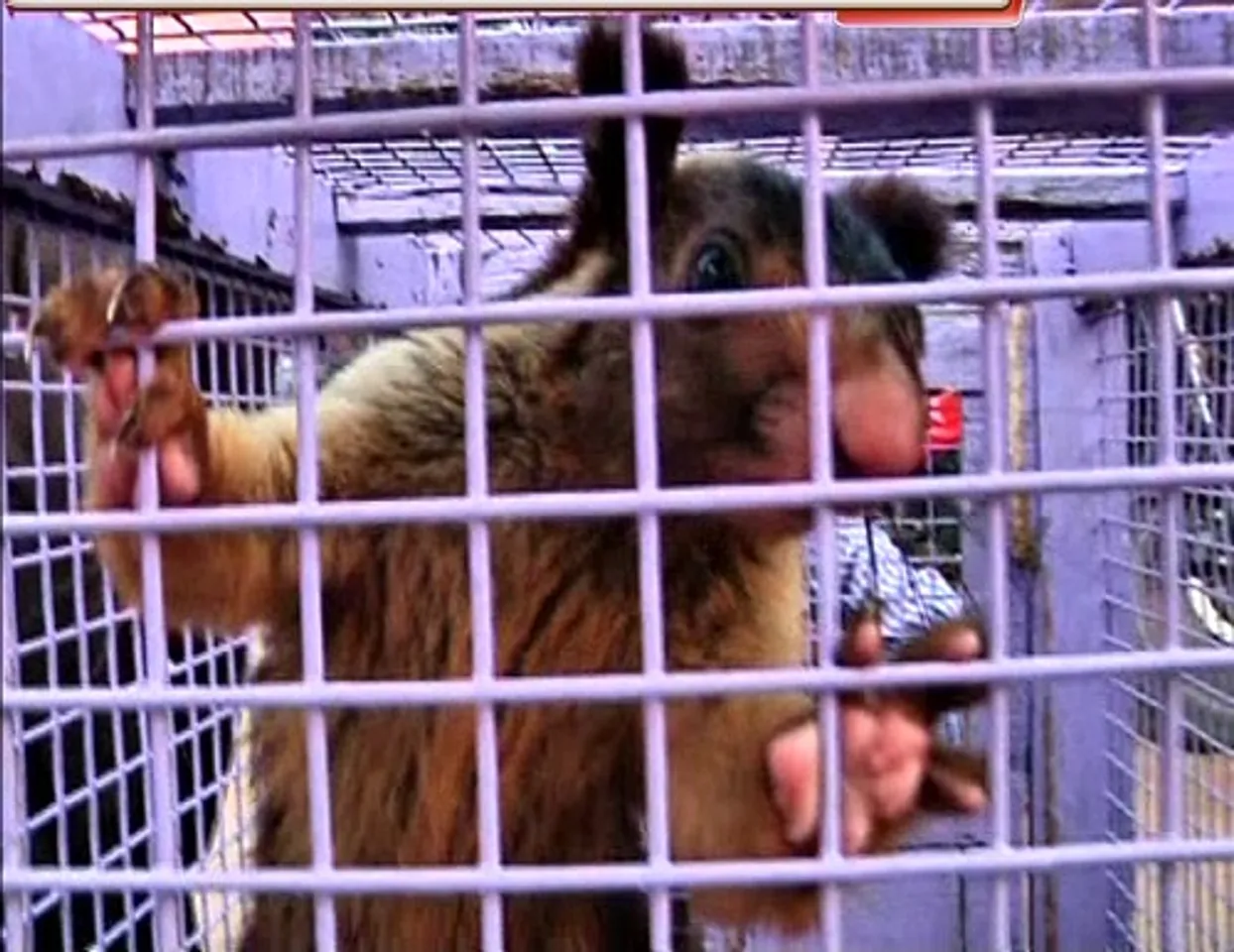 ପୁରୀ: ୨ଟି ବିରଳ ବେଲେରା ମୂଷା ଉଦ୍ଧାର