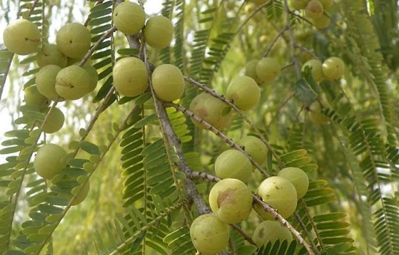 ଘରୋଇ ଔଷଧ ଅଁଳା