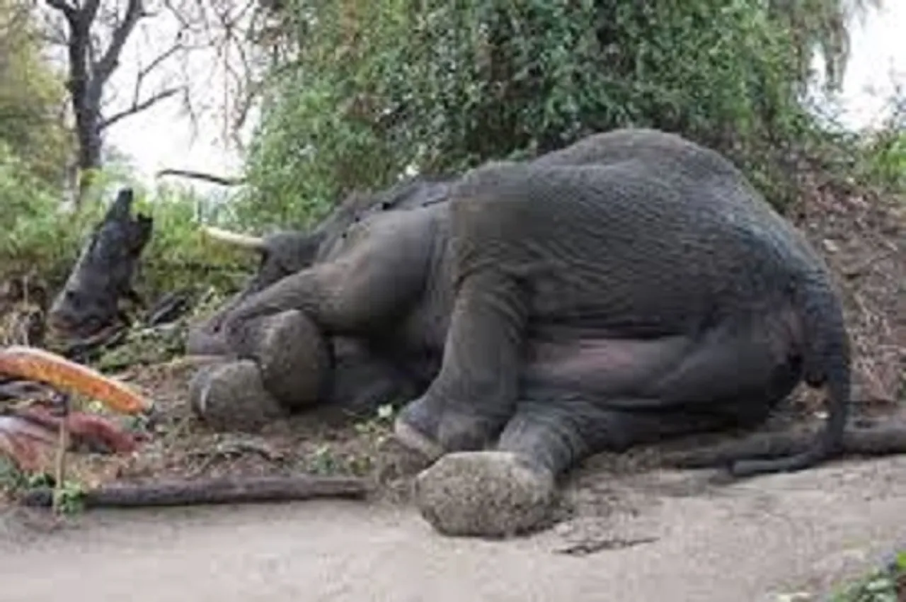 ନନ୍ଦନକାନନରେ ଦନ୍ତା ହାତୀ ‘ଜଗନ’ର ମୃତ୍ୟୁ