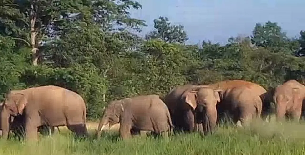 ଚମ୍ପୁଆ ଅଞ୍ଚଳରେ ହାତୀ ଆତଙ୍କ, ମୟୂରଭଞ୍ଜ ଓ ଝାଡ଼ଖଣ୍ଡରୁ ଆସିଛନ୍ତି ୯୦ ହାତୀ