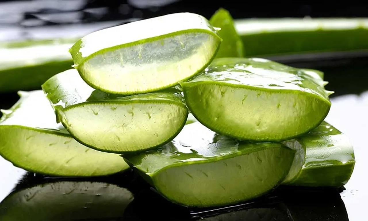 ଘିକୁଆଁରୀ ବି କ୍ୟାନସରର କାରଣ ହୋଇପାରେ କି?