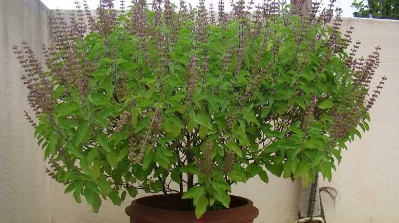 ଘର ସଜାଡ଼ି ଦିଏ ତୁଳସୀ ପତ୍ର; ଜାଣନ୍ତୁ କେମିତି ବ୍ୟବହାର କଲେ ପାଇବେ ଶୁଭଫଳ