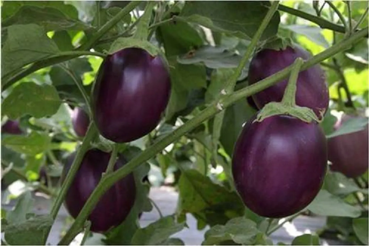 ମହିଳାମାନେ କାହିଁକି ବାଇଗଣ ଖାଇବାକୁ ବେଶି ଭଲ ପାଆନ୍ତି?