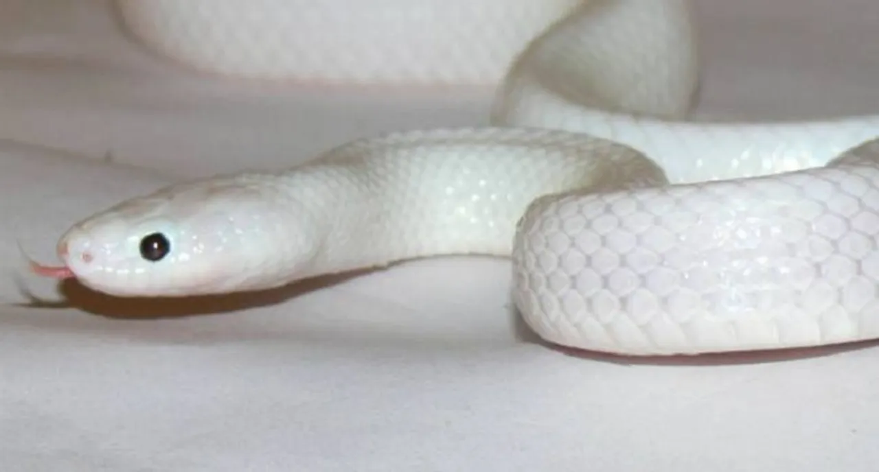 କେଉଁଠି ଓ କେତେବେଳେ ସାପ ଦେଖିଲେ ଶୁଭଫଳ ପ୍ରାପ୍ତି ହୁଏ ଜାଣନ୍ତୁ